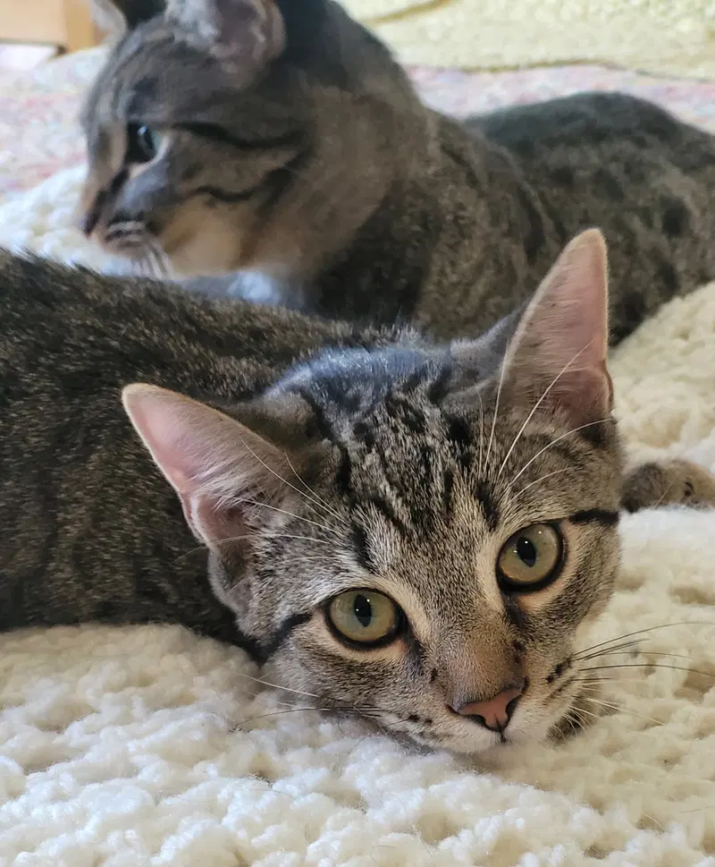 Spunky & Hurricane, photo 5