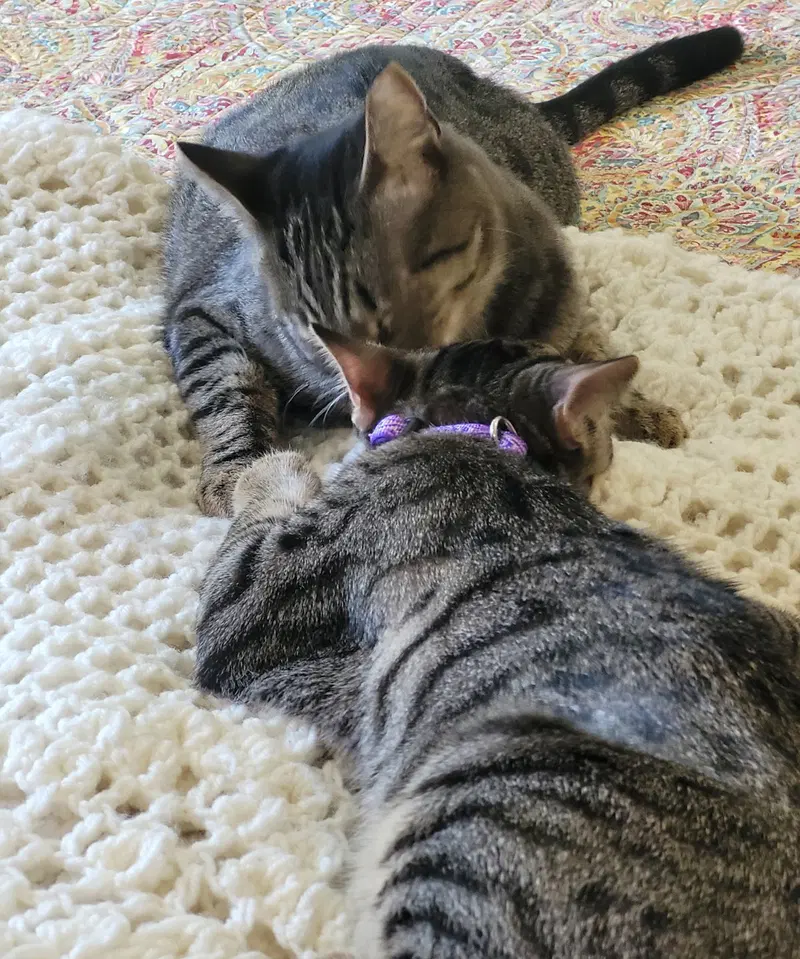 Spunky & Hurricane, photo 3
