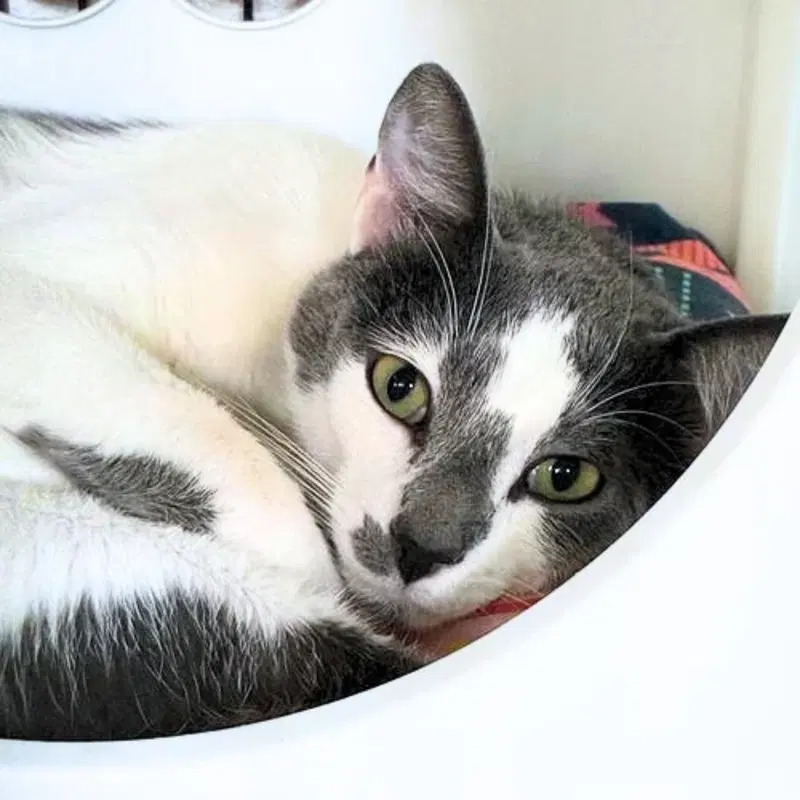 Corazon, an adult male cat up for adoption