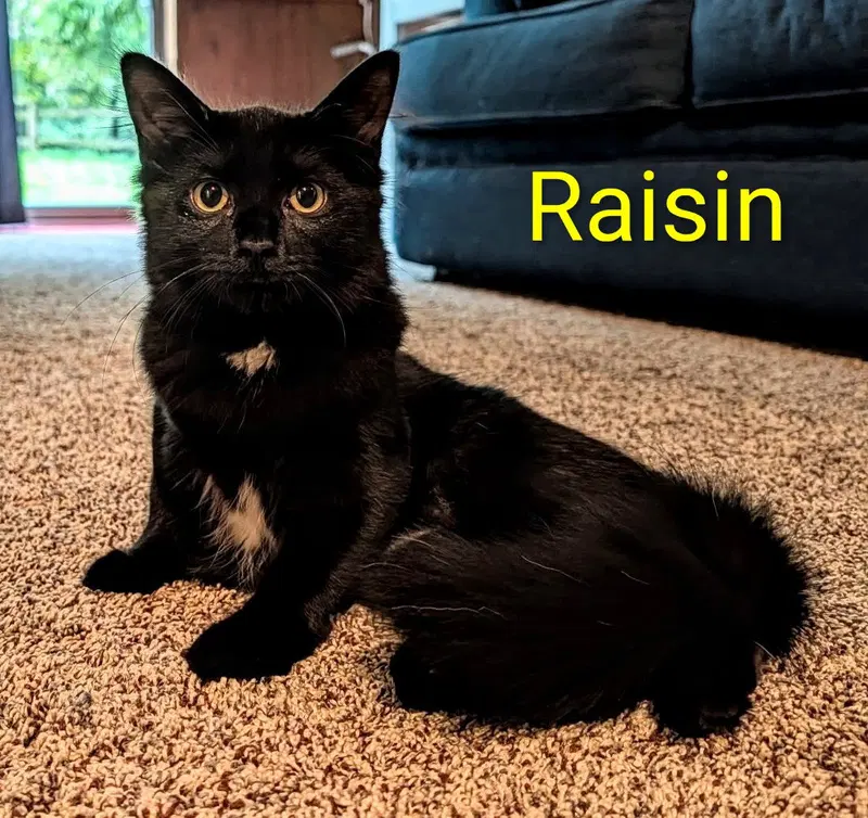 Raisin, photo 3