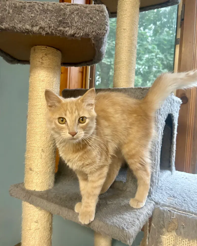 Marigold, photo 2