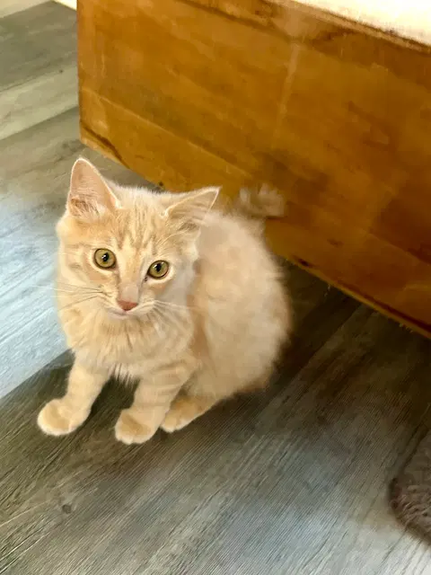 Watch the video of Marigold