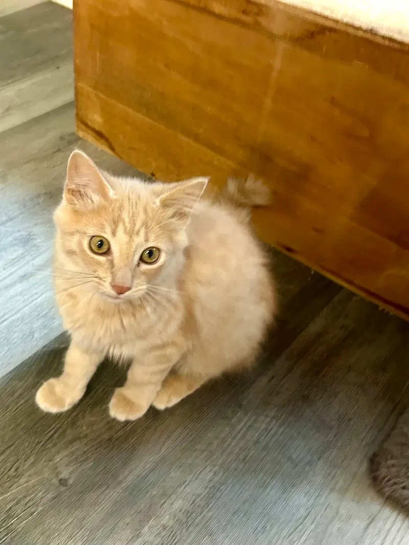 Marigold, a female kitten up for adoption
