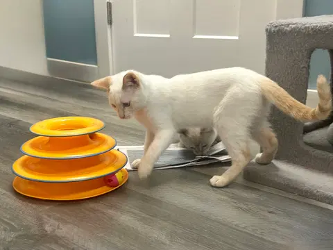 Watch the video of Rhodes