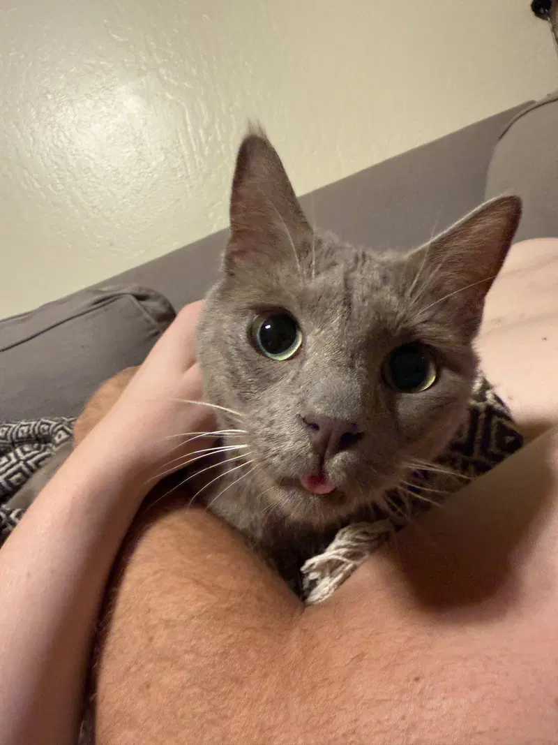 Wicket Napa, a young male cat up for adoption