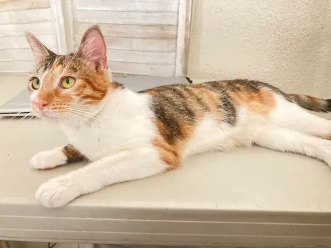 Watch the video of Hazel.