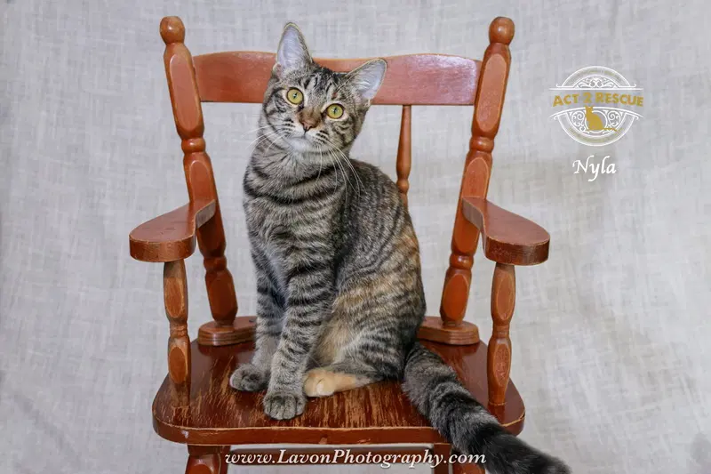 Nyla, a young female Torbie cat up for adoption
