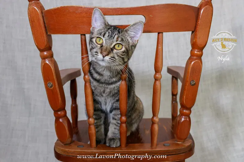 Nyla, photo 5