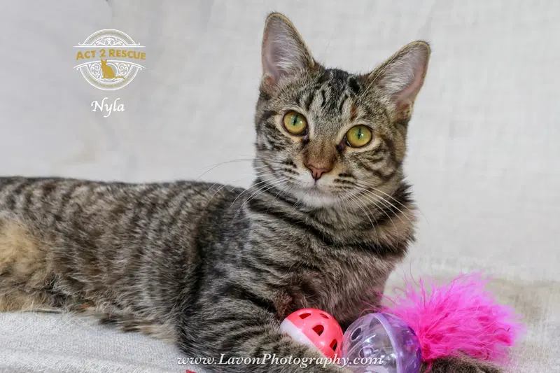 Nyla, photo 6