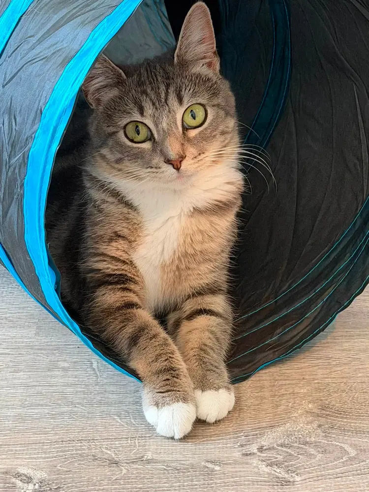 Tillie McDonalds, a young female cat up for adoption