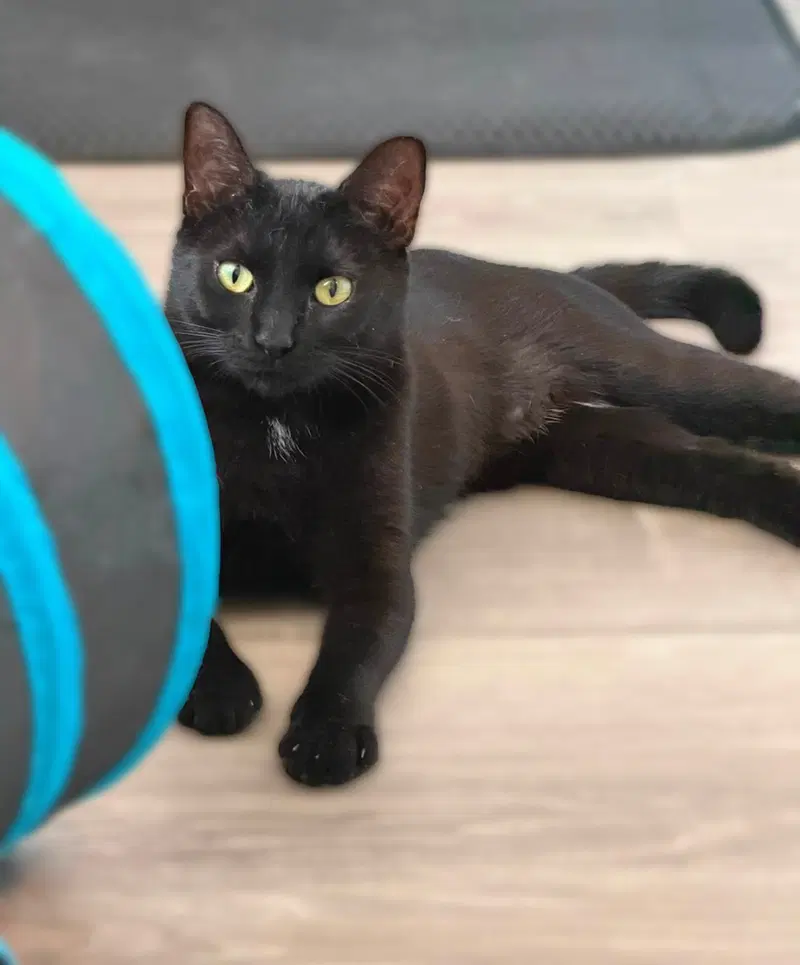 Millie McDonalds, a young female cat up for adoption