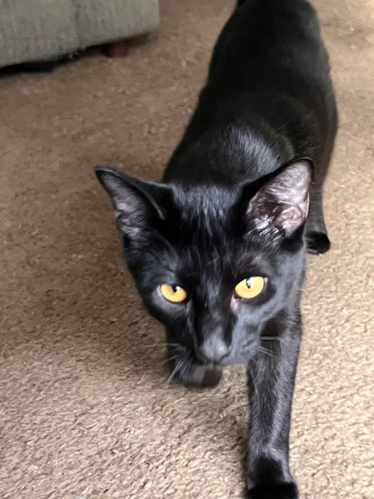 Puma, a male kitten up for adoption