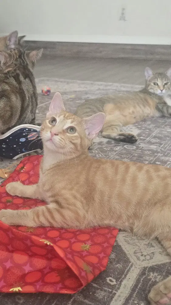 Nacho, a male kitten up for adoption