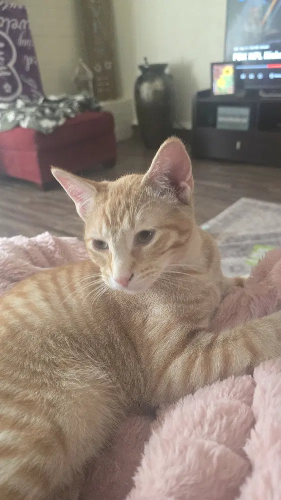 Nacho, photo 3