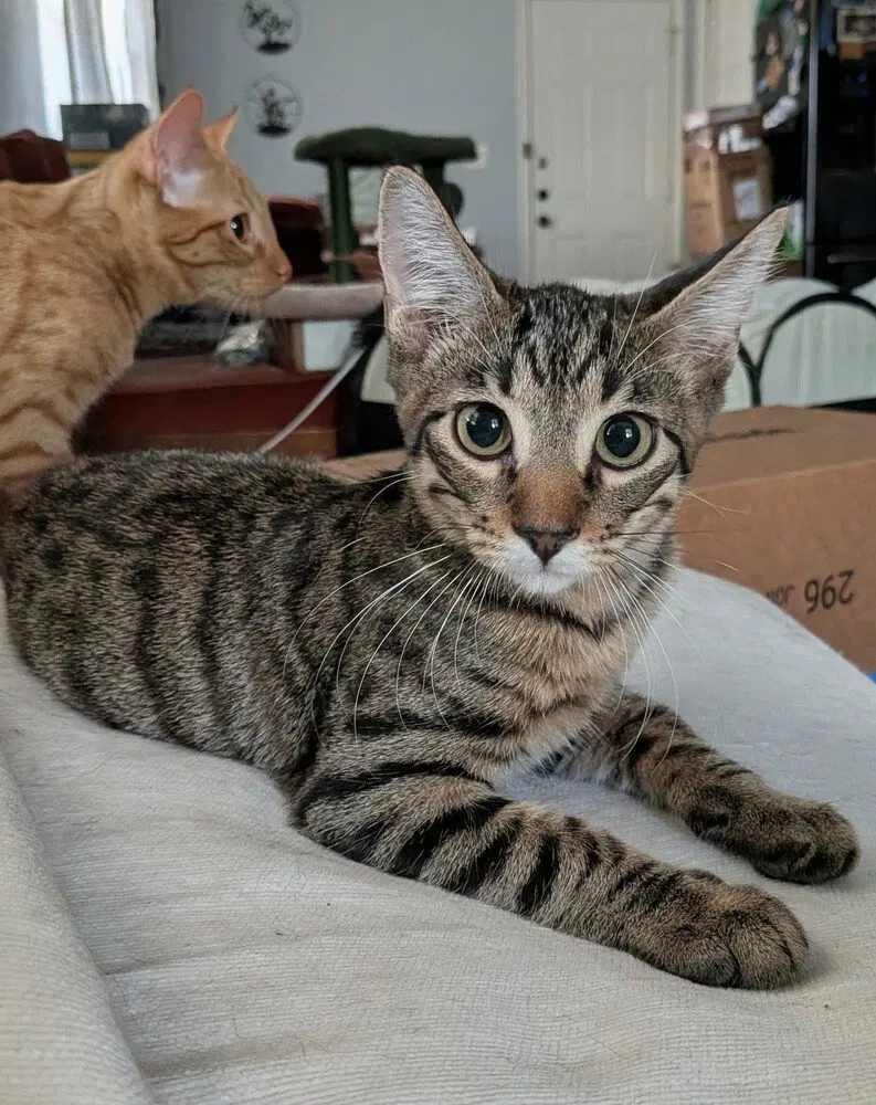 Oatmeal Creme Pie, a male kitten up for adoption