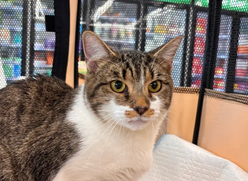 Maple, an adult female cat up for adoption