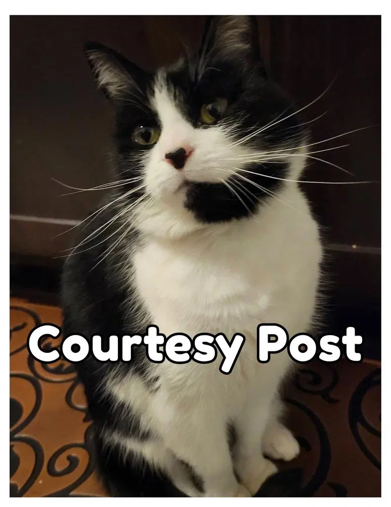 Velma, an adult female cat up for adoption