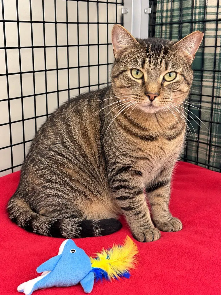 Arthur, an adult male cat up for adoption