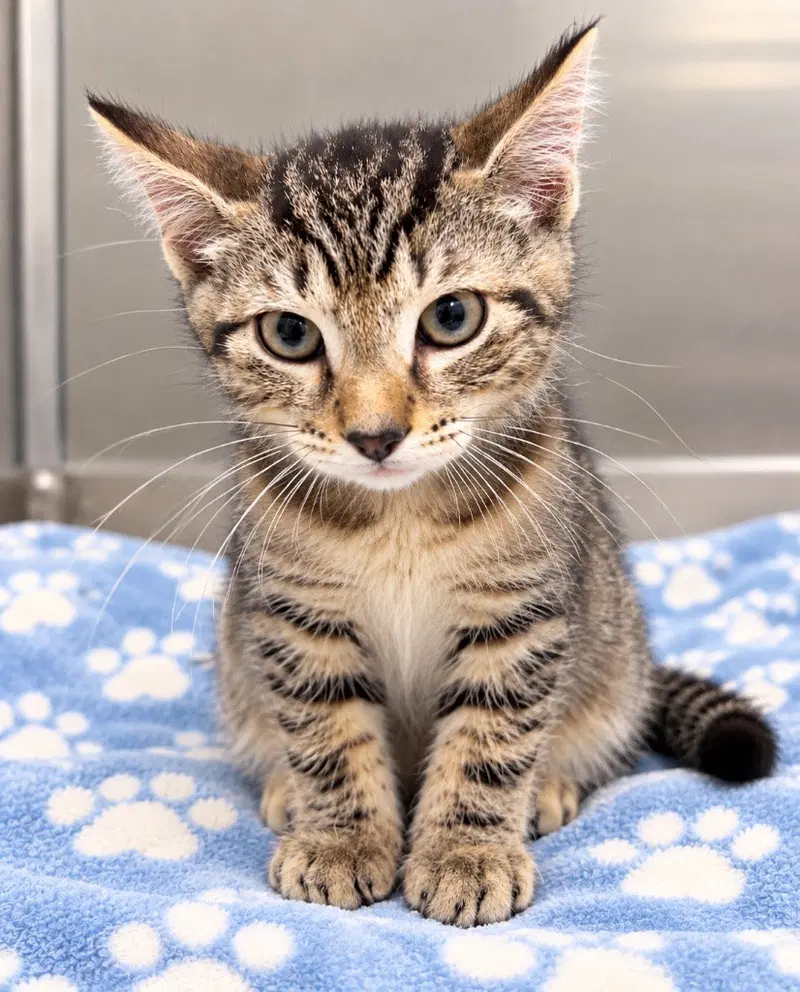 Blitz, a male kitten up for adoption