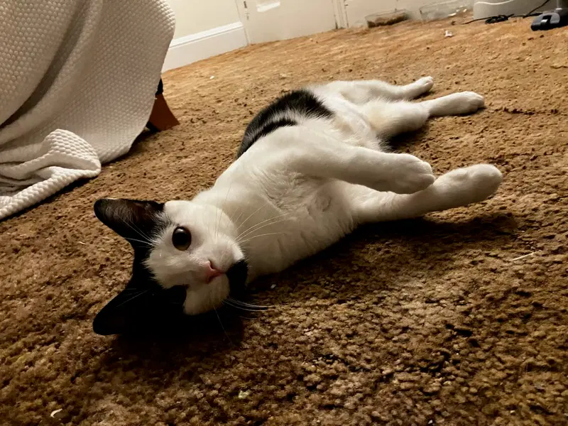 Lilly, photo 7