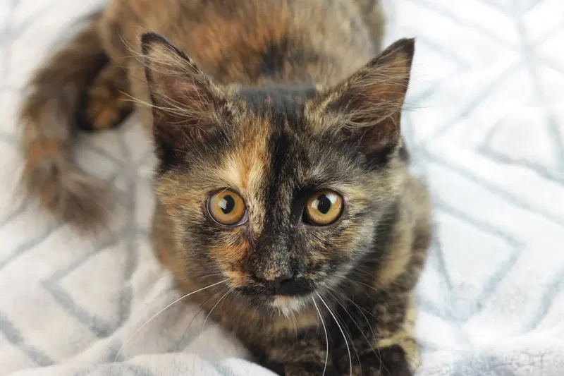 Alice, a female kitten up for adoption
