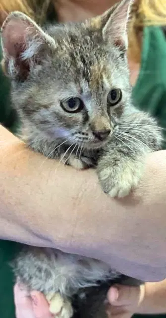 Zedmore, a female kitten up for adoption