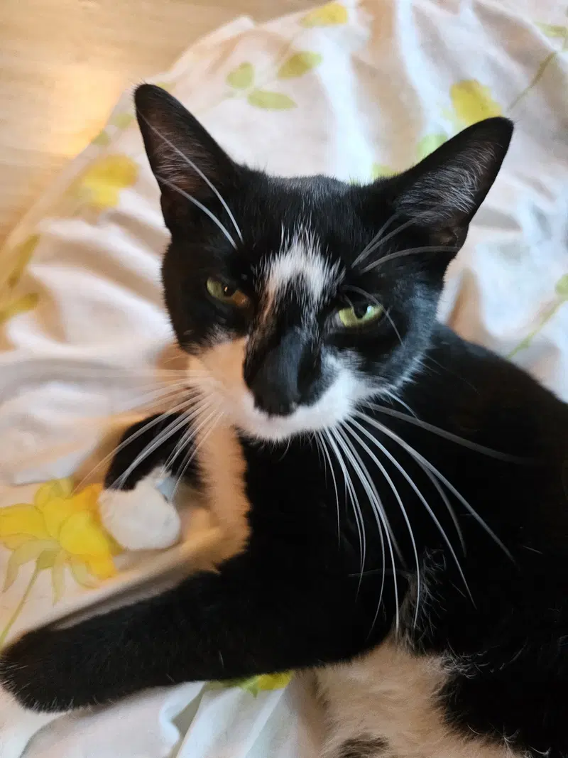 Oreo Willow Grove area, photo 2