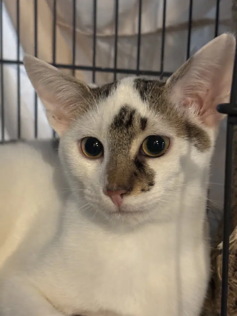 Bugsy, a young male cat up for adoption