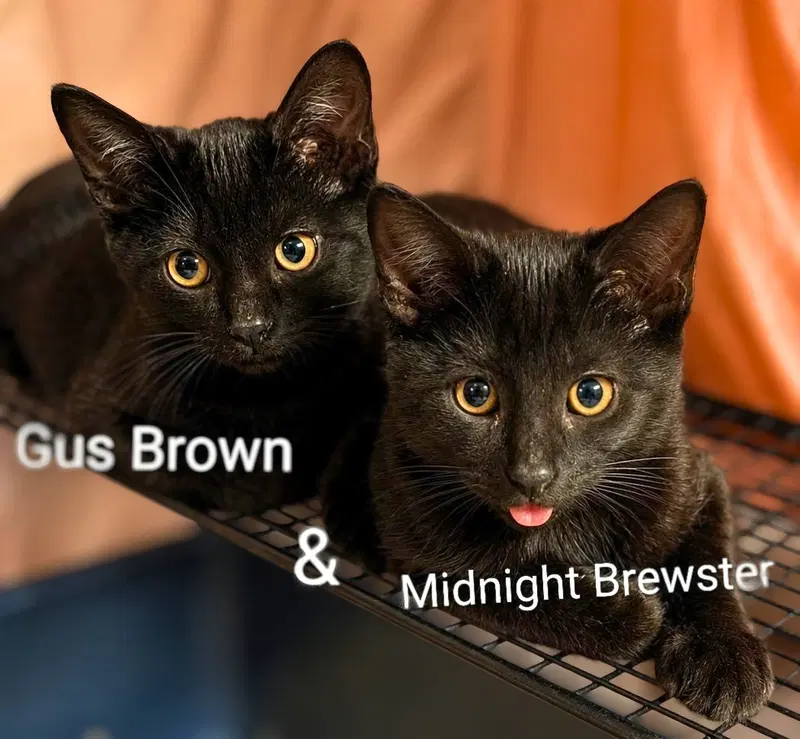Midnight Brewster, a male kitten up for adoption