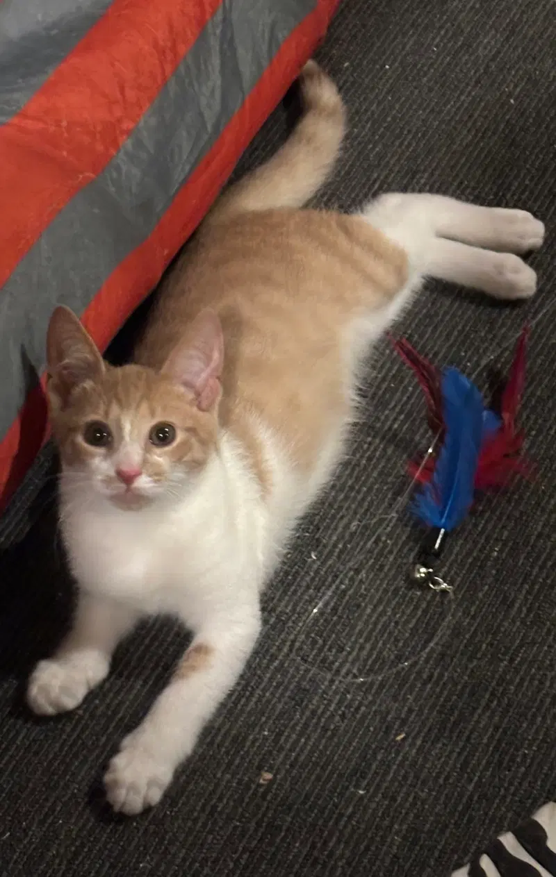 Mac, a young male cat up for adoption