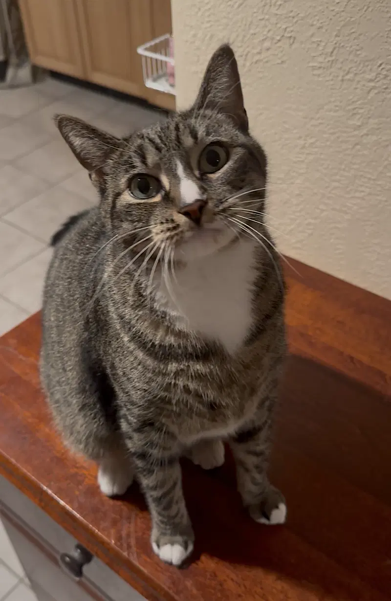 Kittycat and Tinker, photo 5