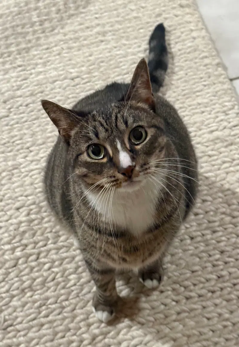 Kittycat and Tinker, photo 3