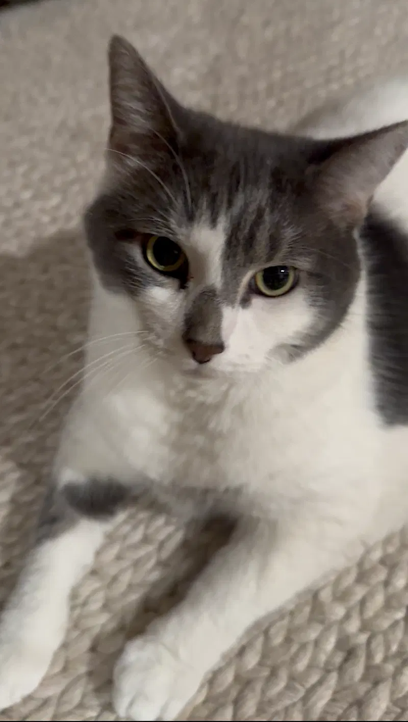Kittycat and Tinker, photo 4