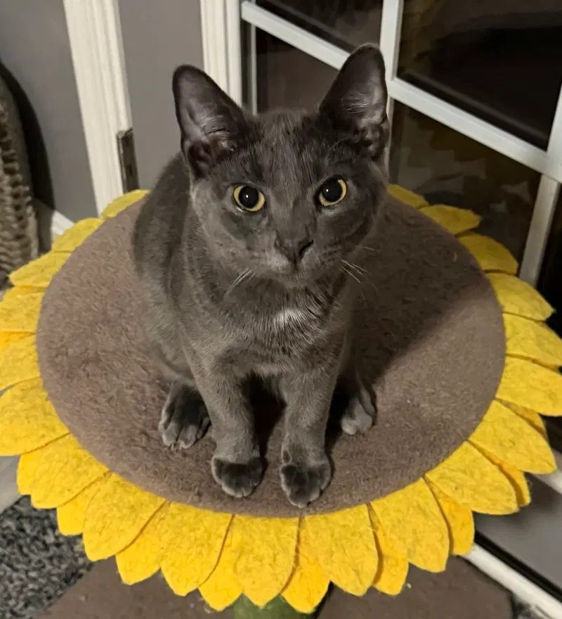Kitten, a male kitten up for adoption
