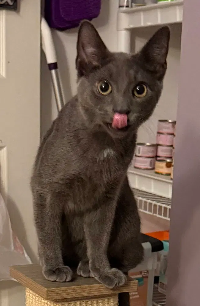 Kitten, photo 2