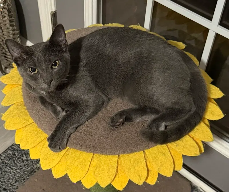 Kitten, photo 3