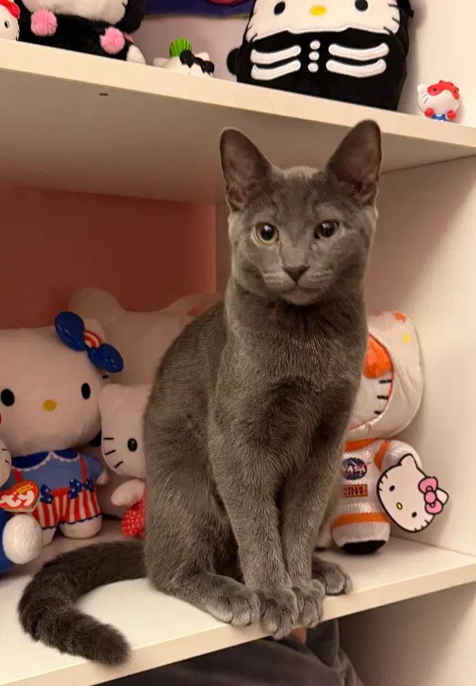 Kitten, photo 4