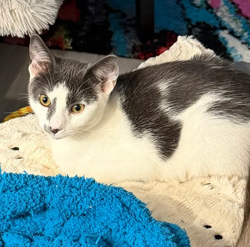 Kitten, a female kitten up for adoption