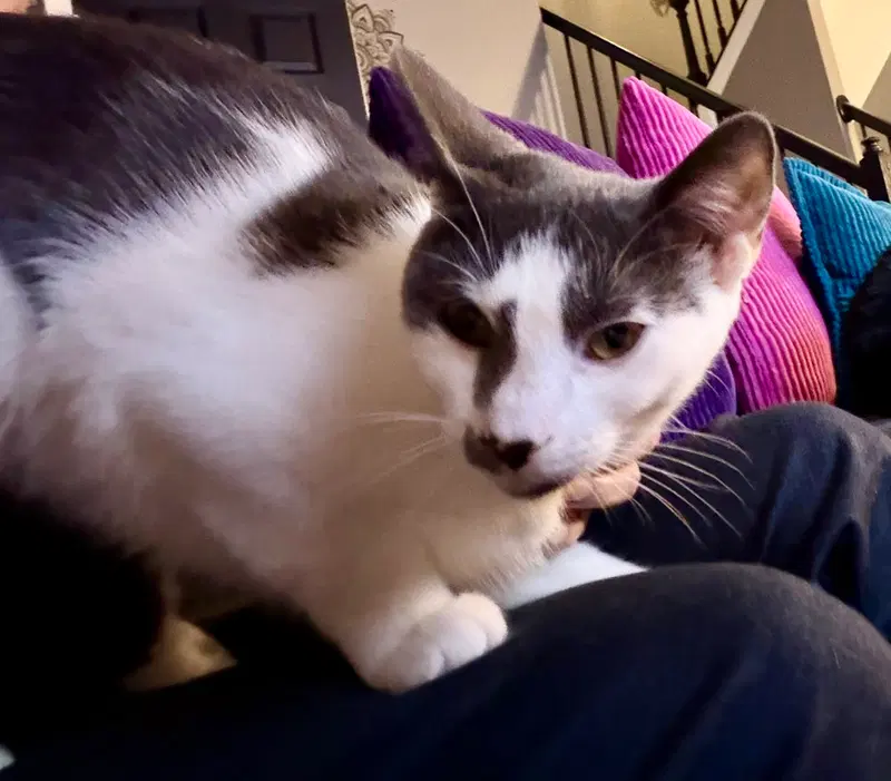 Kitten, photo 2