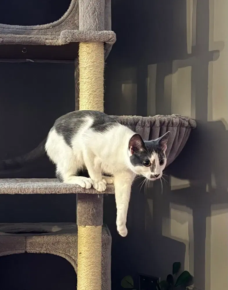 Kitten, photo 3