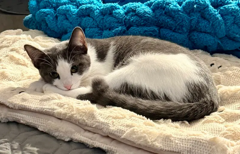 Kitten, a female kitten up for adoption