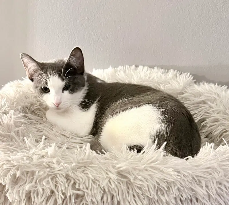 Kitten, photo 2