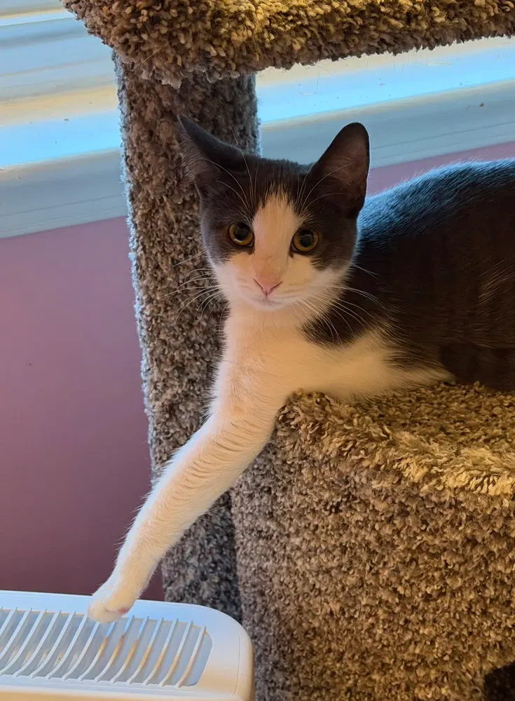 Kitten, photo 3