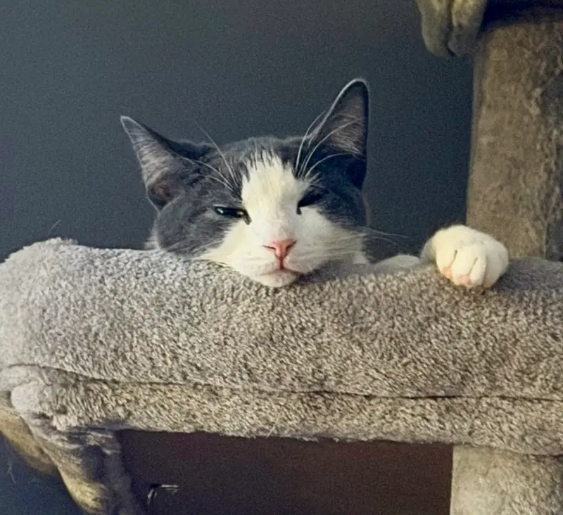Kitten, photo 4