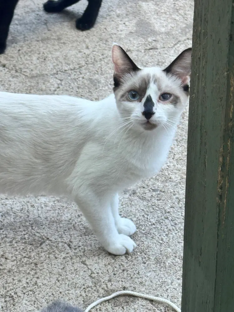 Dolly Purrton, a female Snowshoe kitten up for adoption