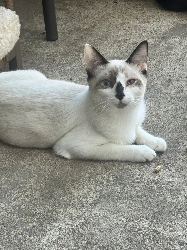 Dolly Purrton, photo 2