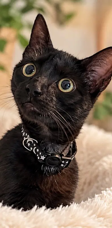 Mist, a female Bombay cat up for adoption
