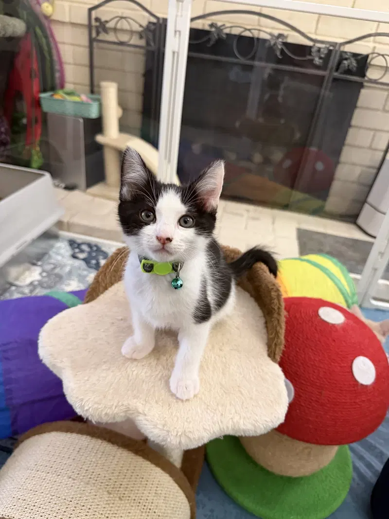 Jersey, a male kitten up for adoption