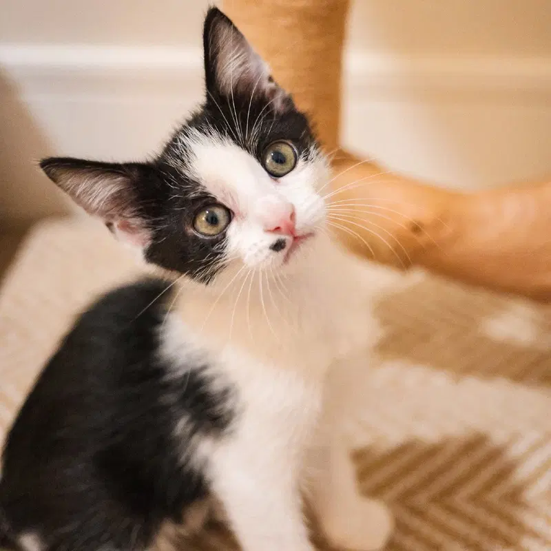 Adidas, a male kitten up for adoption