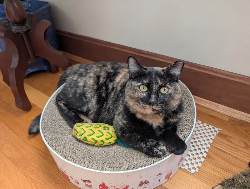 Penny, photo 2